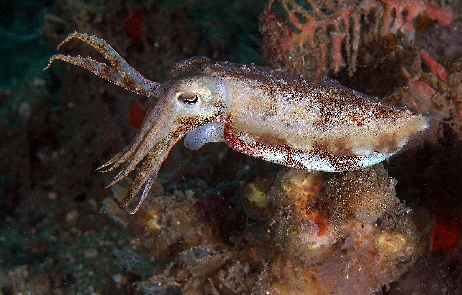 Banda Sea 2018 - DSC05527_rc - Broadclub cuttlefish juv. - Seiche - Sepia latimanus.jpg